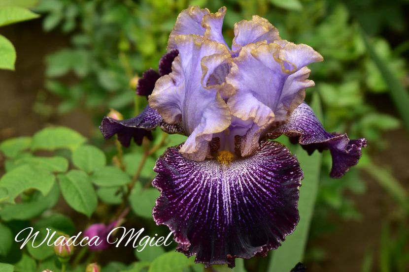 AddText_06-05-02.34.38 - Iriși 2021