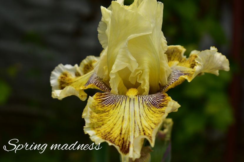 AddText_06-05-02.33.25 - Iriși 2021