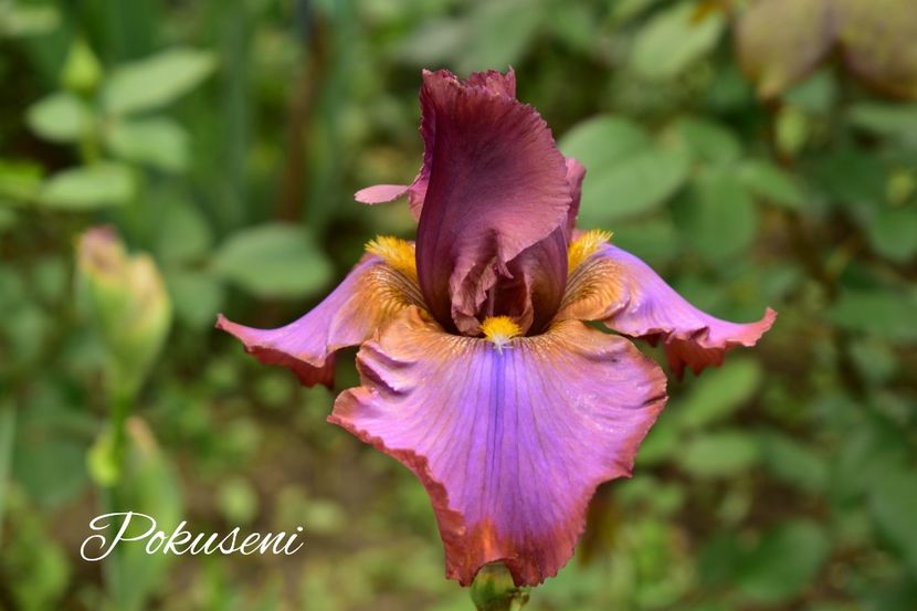 AddText_06-05-02.32.04 - Iriși 2021