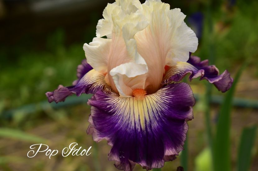 AddText_06-05-02.30.55 - Iriși 2021