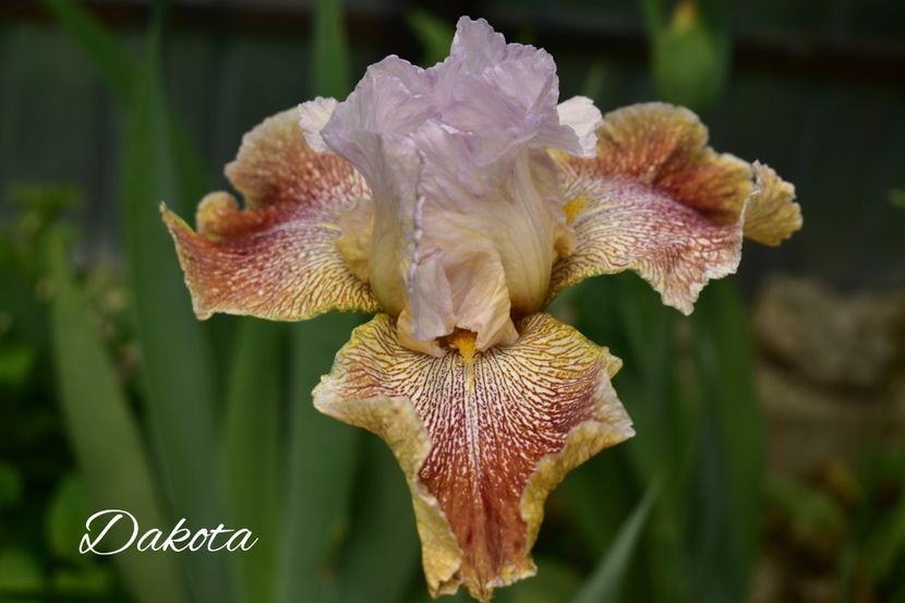 AddText_06-05-02.30.06 - Iriși 2021