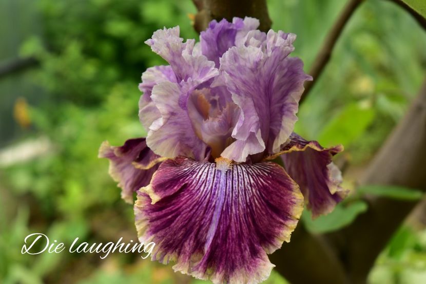 AddText_06-05-02.28.38 - Iriși 2021