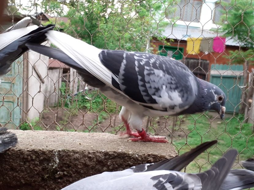  - Pui 2017-2018 -2019-2020 -2021-matca-doici-vind aproape tot lotul