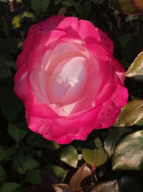  - Nostalgie Parfumat