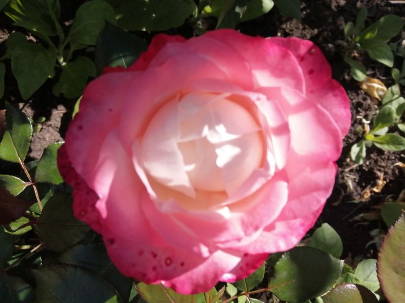  - Nostalgie Parfumat