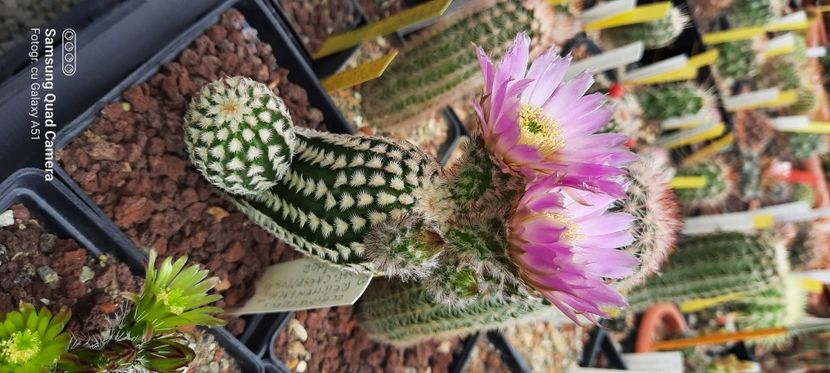  - Cactusi infloriti 2021