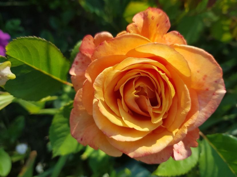 La villa cotta - Trandafiri la baltă 2021