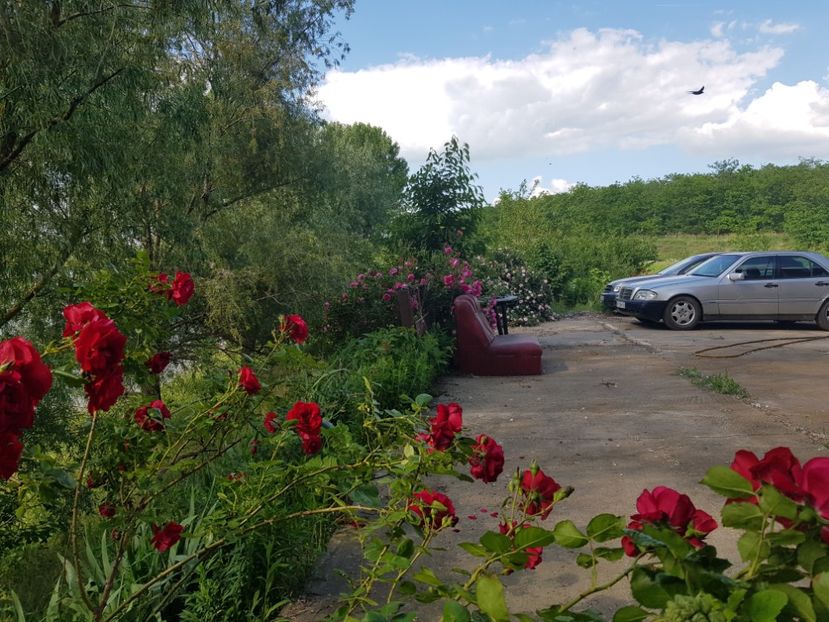  - Trandafiri la baltă 2021