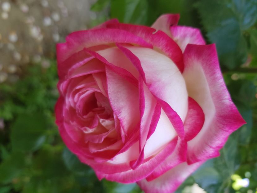  - Trandafiri la baltă 2021