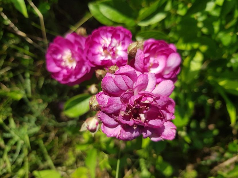 Marie viaud - Trandafiri la baltă 2021