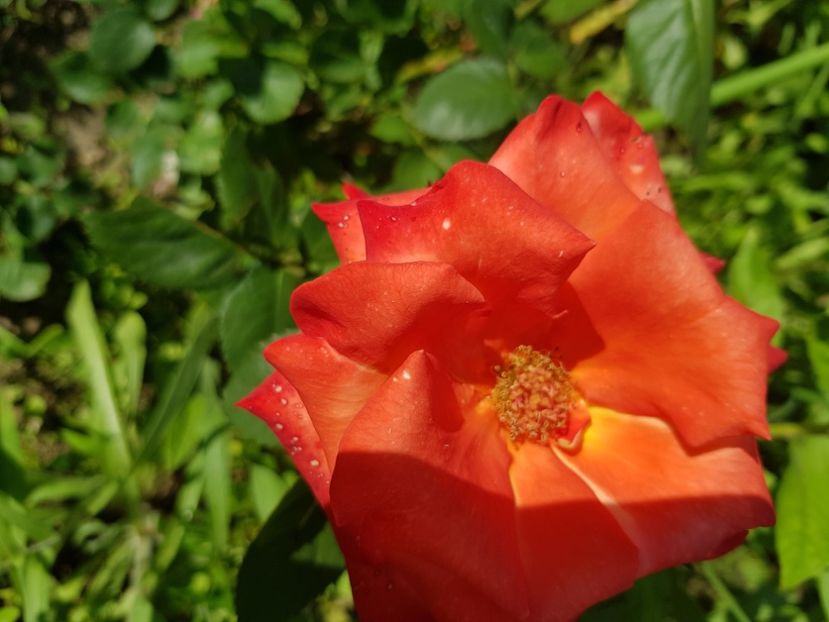 La France libre - Trandafiri la baltă 2021