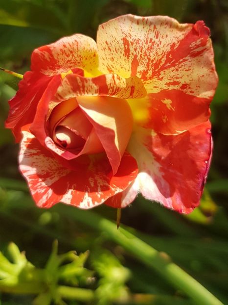 Punch - Trandafiri la baltă 2021