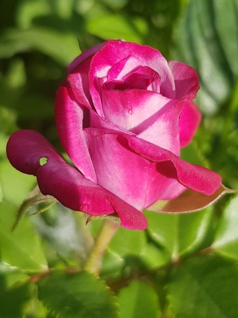  - Trandafiri la baltă 2021