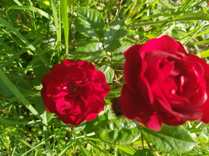  - Trandafiri la baltă 2021