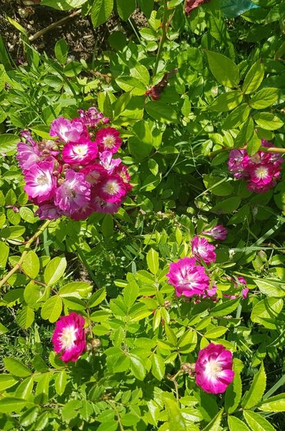  - Trandafiri la baltă 2021