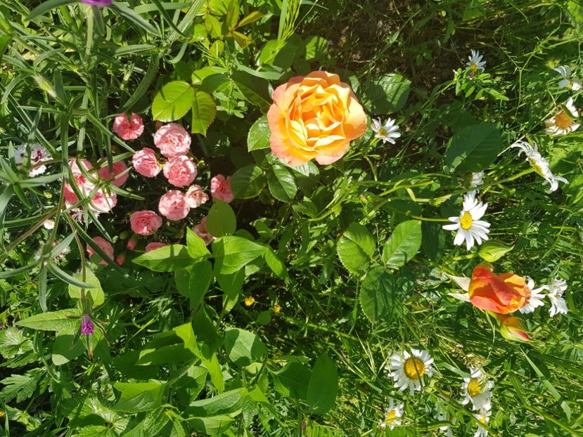  - Trandafiri la baltă 2021