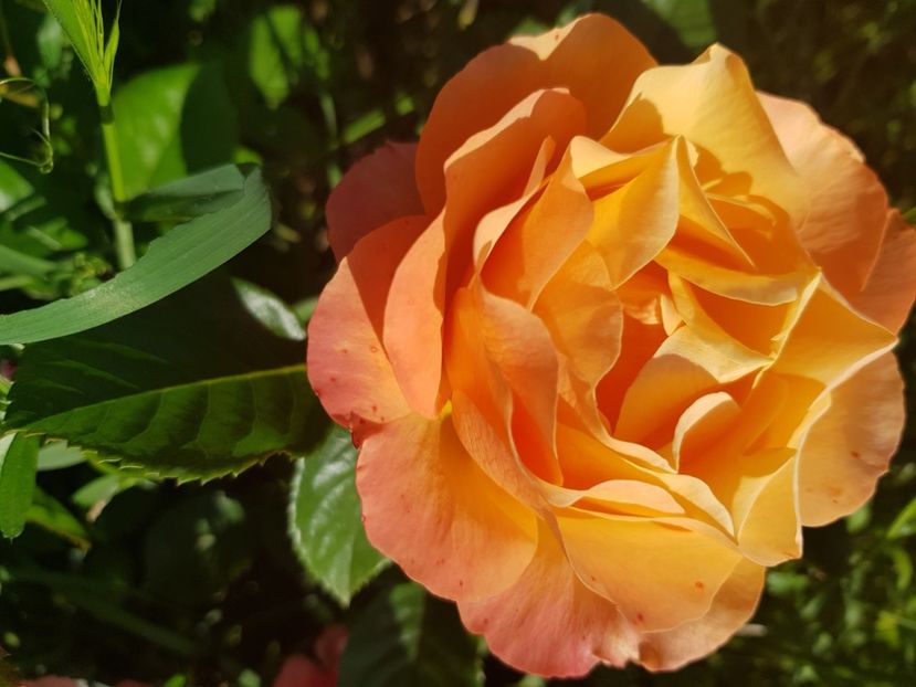 Orientalia - Trandafiri la baltă 2021