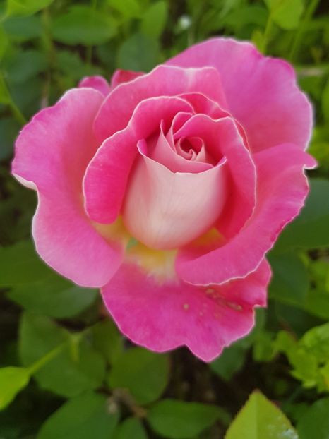 Pink ruffles - Trandafiri la baltă 2021