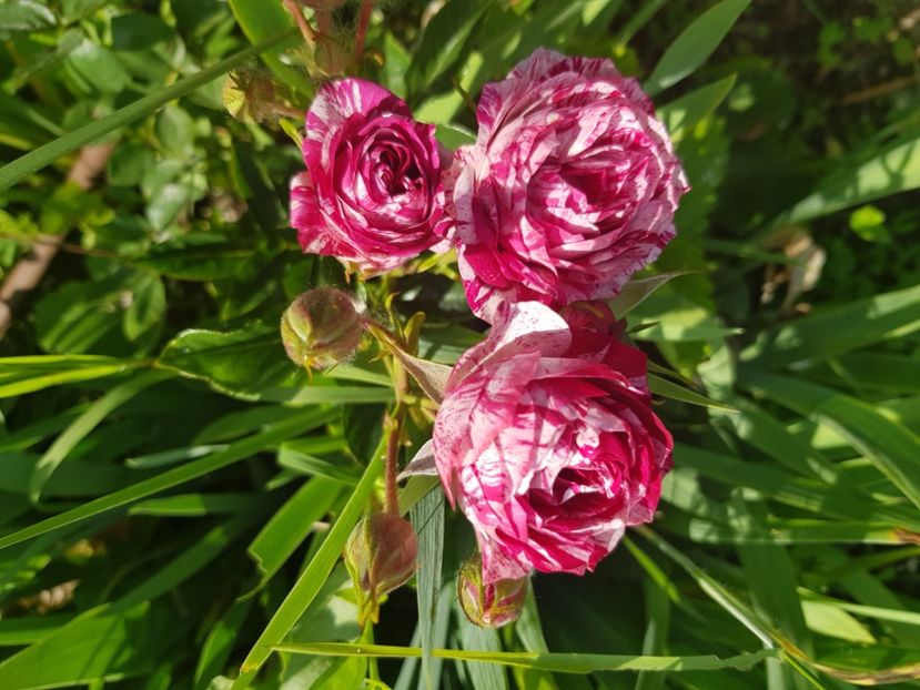  - Trandafiri la baltă 2021