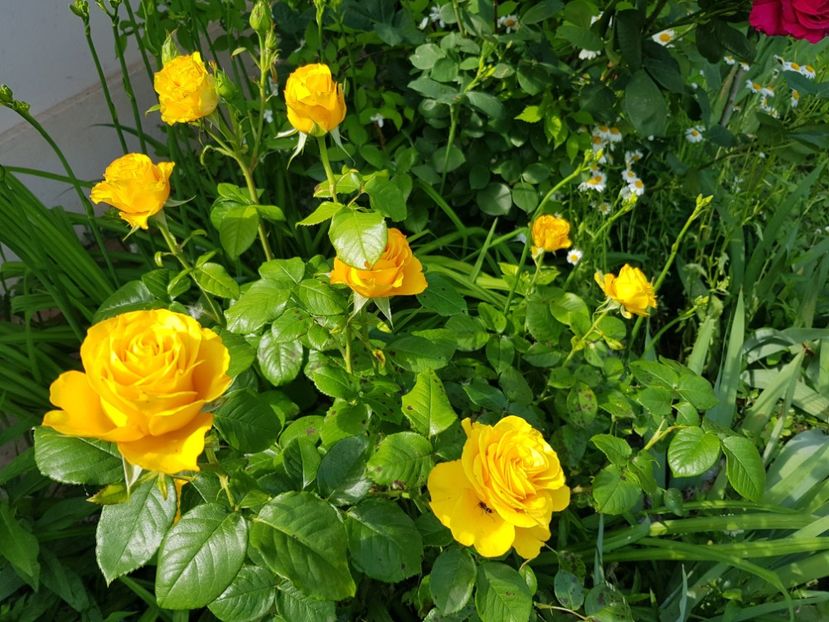  - Trandafiri la baltă 2021