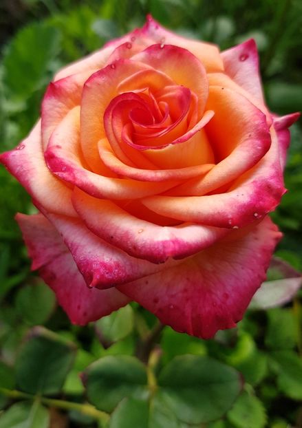  - Trandafiri la baltă 2021