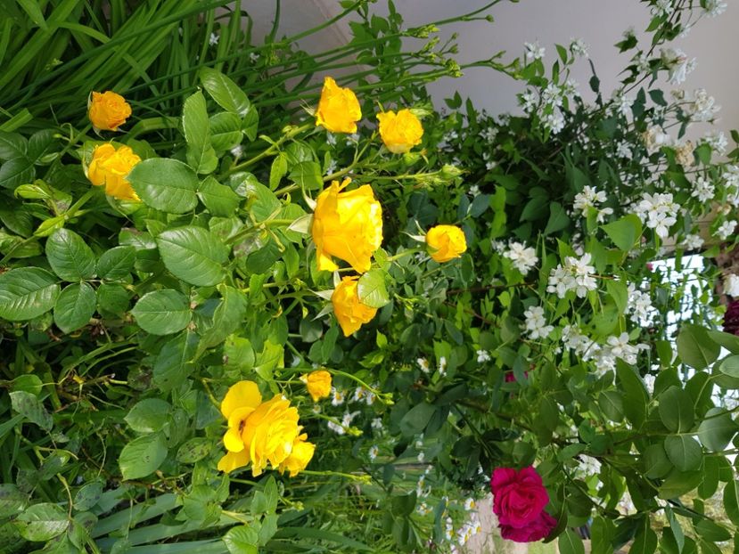  - Trandafiri la baltă 2021