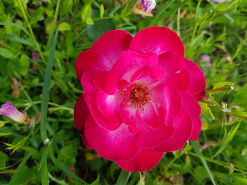  - Trandafiri la baltă 2021