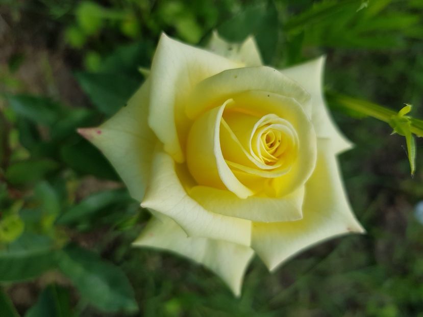  - Trandafiri la baltă 2021