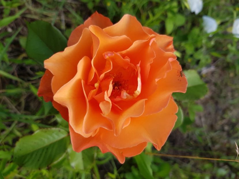  - Trandafiri la baltă 2021