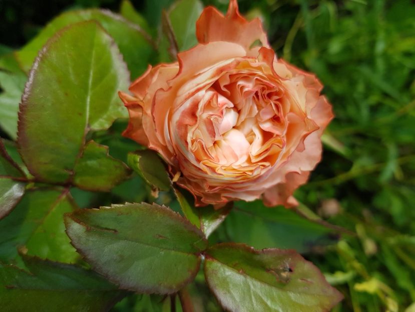 Nu 140 - Trandafiri la baltă 2021