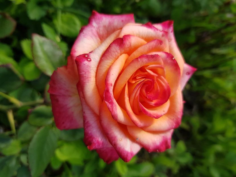 Nu 32 - Trandafiri la baltă 2021