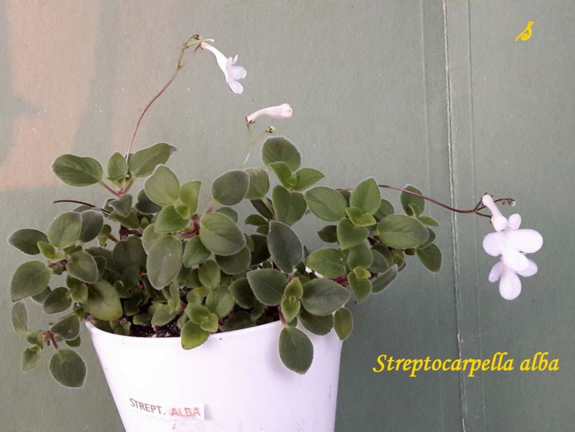 Streptocarpella alba(6-06-2021) - Gesneriaceae 2021