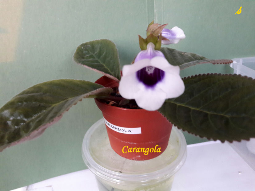 Carangola(6-06-2021)1 - Sinningii 2021