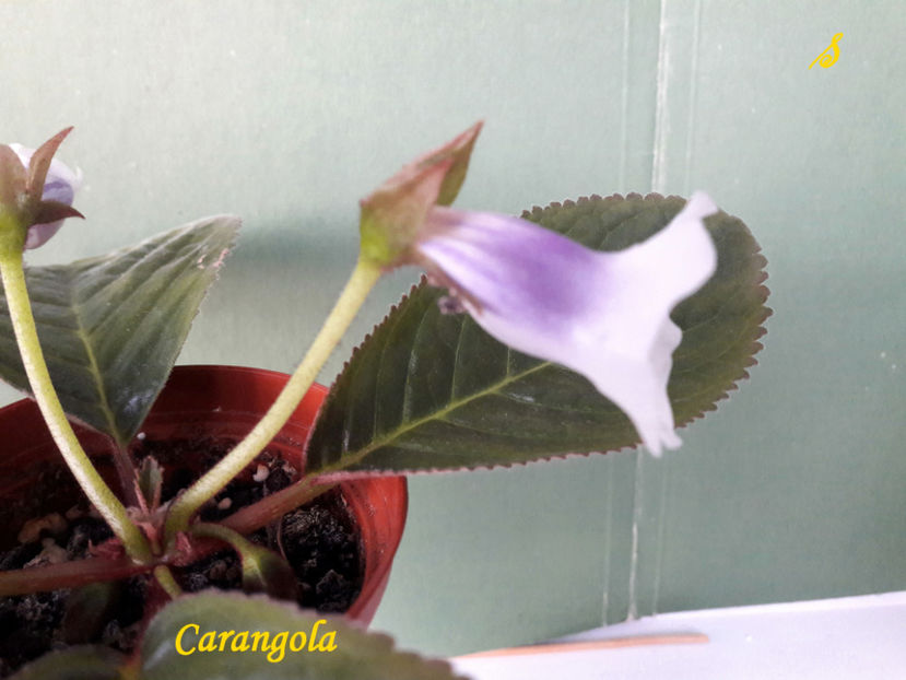 Carangola(6-06-2021)2 - Sinningii 2021