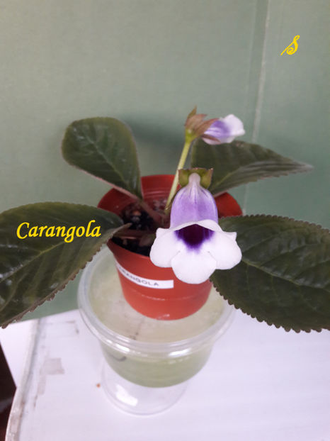 Carangola(6-06-2021)3 - Sinningii 2021