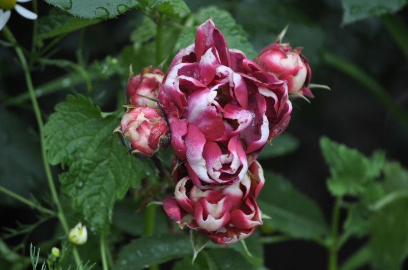 _DSC0014 - VARA 2021