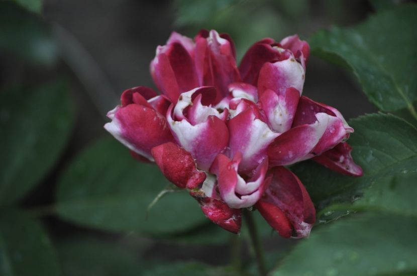 _DSC0016 - VARA 2021