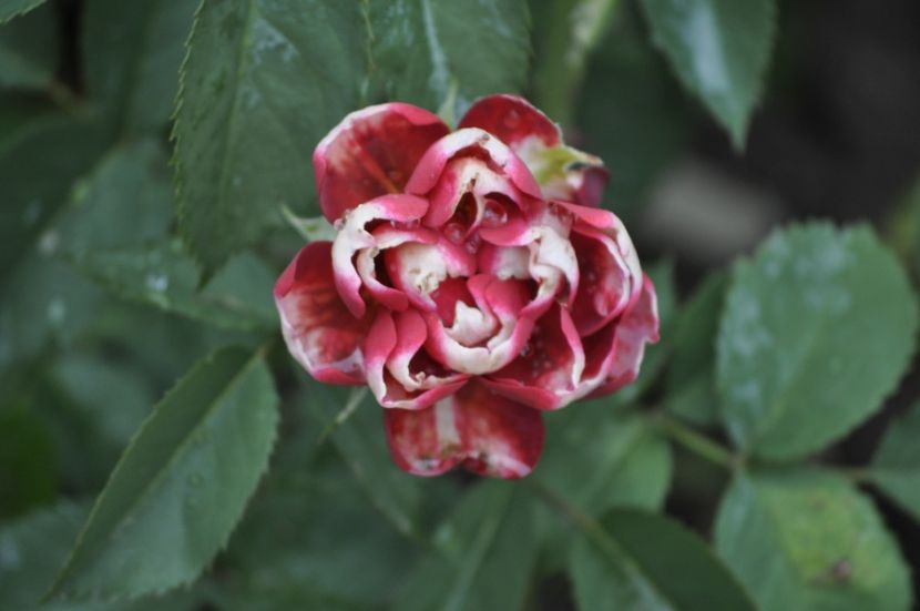 _DSC0017 - VARA 2021