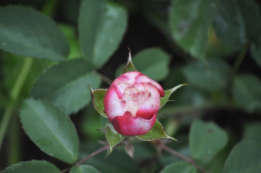_DSC0018 - VARA 2021