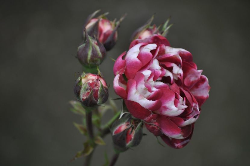 _DSC0019 - VARA 2021