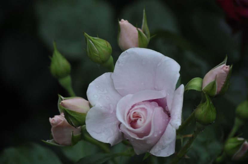 _DSC0022 - VARA 2021