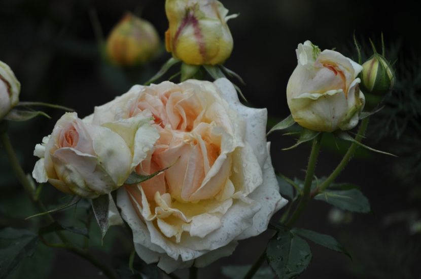 _DSC0023 - VARA 2021