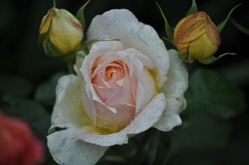 _DSC0025 - VARA 2021