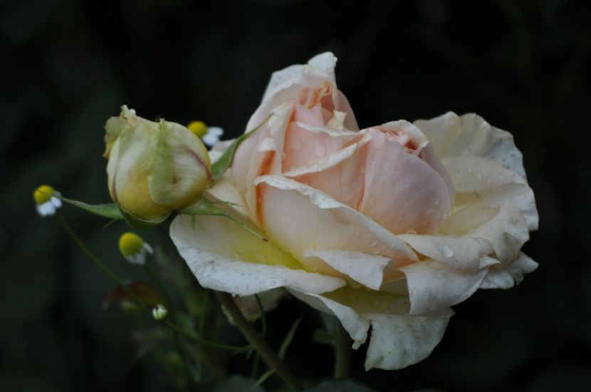 _DSC0026 - VARA 2021