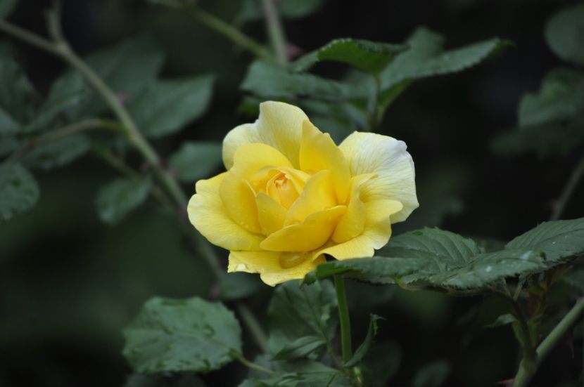 _DSC0030 - VARA 2021