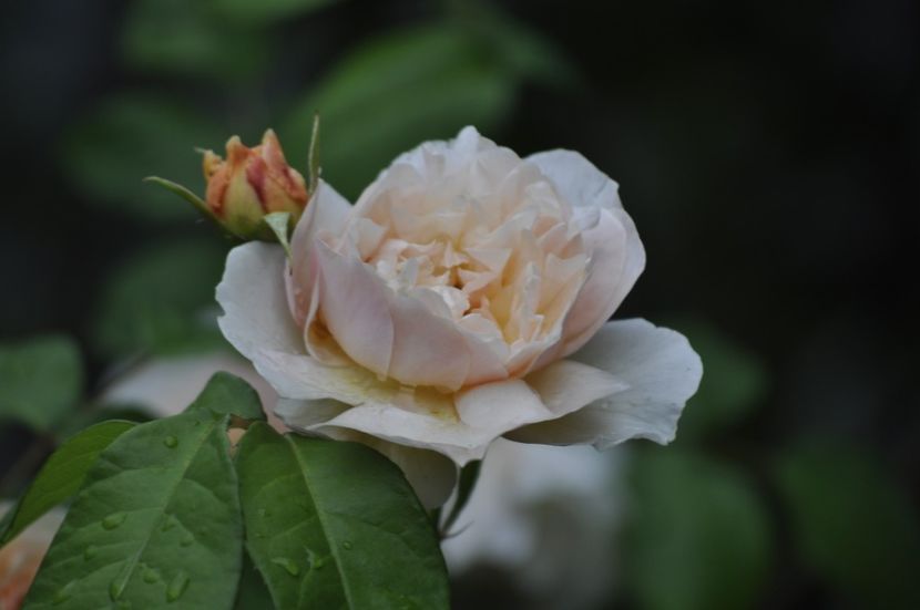 _DSC0031 - VARA 2021