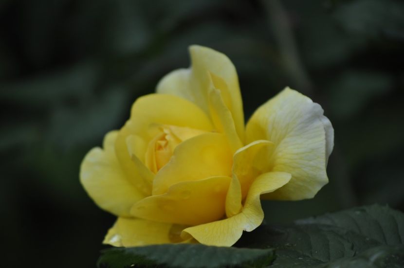 _DSC0032 - VARA 2021