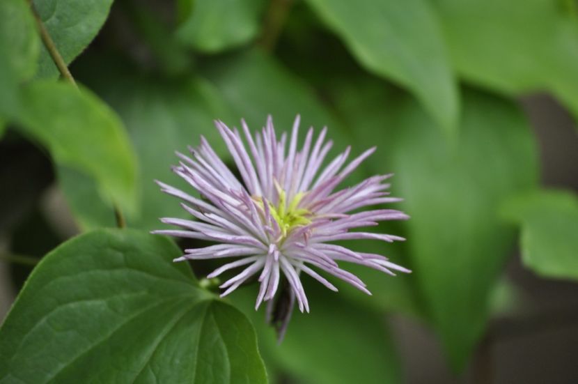 _DSC0036 - VARA 2021