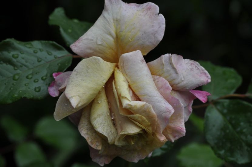 _DSC0038 - VARA 2021