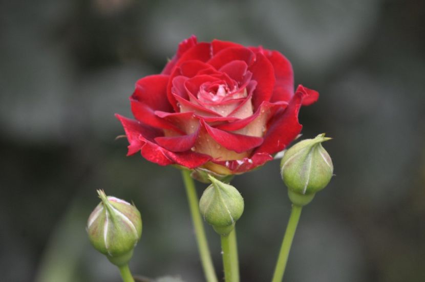 _DSC0041 - VARA 2021